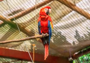¡SUELTAN TRES GUACAMAYAS!