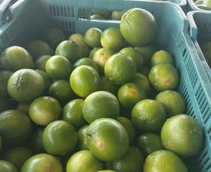 ¡VIVEN LA PEOR CRISIS! - PURAS PÉRDIDAS