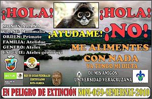 ¡PROHÍBEN ALIMENTAR A LOS MONOS ARAÑA!