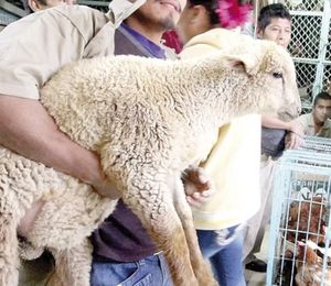 ¡CORTE DETEMINA QUE USO DE ANIMALES PARA RITOS ES CRUELDAD ANIMAL Y DEBE SER CASTIGADO!