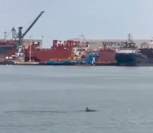 ¡LOS DELFINES!