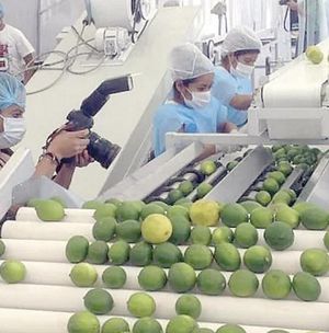 ¡ARANCELES DE TRUMP AÚN SIN SER OFICIALES, YA AFECTAN PRODUCCIÓN DE LIMÓN DE 23 COMUNIDADES DE TUXTEPEC, OAXACA!