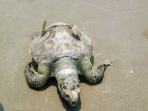¡ENCUENTRAN TORTUGA MUERTA EN LA ISLA DEL AMOR!