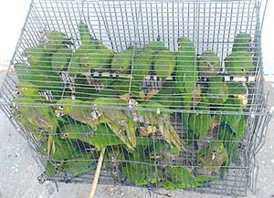 ¡VENDÍAN PERIQUITOS EN LA CARRETERA!