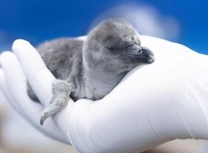 ¡LE NACE UN PINGUINO! - UNA DE CAL