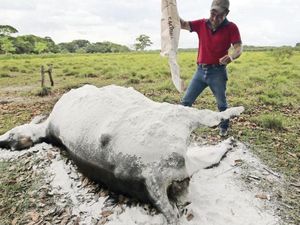 ¡REPORTAN MUERTE MASIVA DE RESES EN TABASCO!