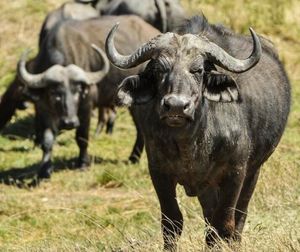 ¡MUERE CAMPESINO EMBESTIDO POR BÚFALO!