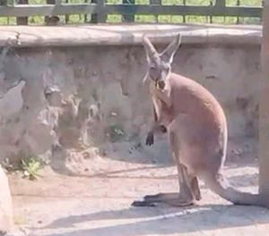 ¡MATAN A SKIPPY EL CANGURO DE ORIZABA!
