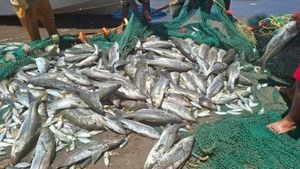 ¡MEGA-PESCA DE RÓBALO!