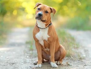 ¡PITBULL QUE MATÓ A DOÑA POLITA PODRÍA SER SACRIFICADO!