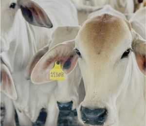 ¡SECRETARÍA DE AGRICULTURA DE EU ANUNCIA ACUERDO CON MÉXICO SOBRE GUSANO BARRENADOR!