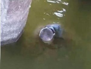 ¡ENCUENTRAN CADÁVER FLOTANDO EN LA LAGUNA DE CATEMACO!