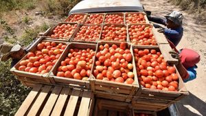 ¡LA CÁTSUP SERÁ MÁS CARA: AGRICULTORES ADVIERTEN QUE EL ARANCEL AL JITOMATE IMPACTARÁ EN PRECIOS!