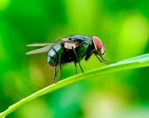 ¡ES CONTAGIOSO Y MORTAL! - *Lo transmite una mosca…