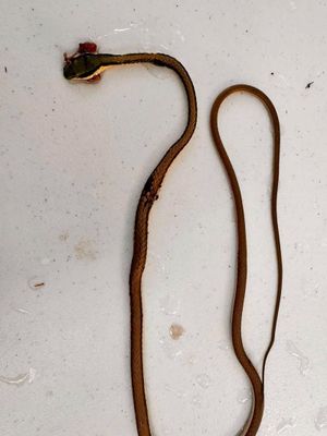 ¡MATAN SERPIENTE RANERA MEXICANA!