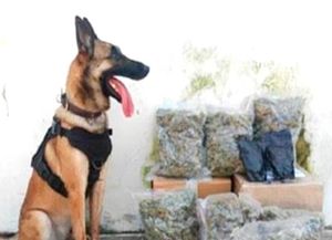 ¡ASEGURAN 3.7 KILOS DE MARIHUANA EN ESTAFETA!