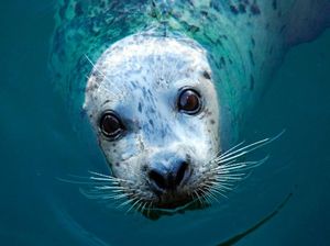 ¡JAQUE AL ACUARIO!