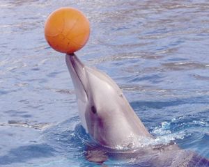 ¡ADIÓS A LOS SHOWS CON DELFINES!