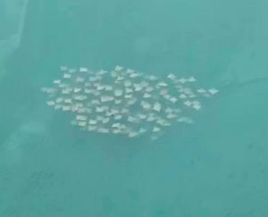 ¡FAMILIA DE MANTARRAYAS!