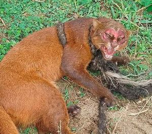 ¡RESCATAN JAGUARUNDI EN ALVARADO!