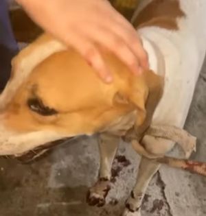 ¡ARRASTRA A PERRITO AMARRADO A UNA CAMIONETA!