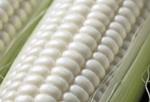 ¡MÉXICO GARANTIZA 'ABASTO NACIONAL' DE MAÍZ BLANCO PARA 2025!