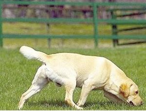 ¡ENTRENAN CANINOS PARA DETECTAR GUSANO BARRENADOR DEL GANADO!