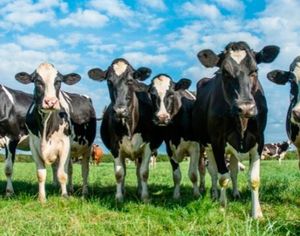 ¡PEGA EL GUSANO BARRENADOR! - A 14 MUNICIPIOS DE VERACRUZ