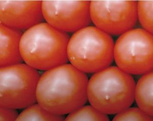 ¡TUMBARÍA ARANCEL VENTA DE JITOMATE!