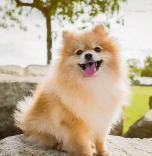 ¡ROBAN PERRITA RAZA POMERANIA EN LOS TORRENTES!