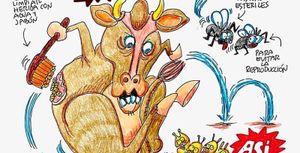 LOS CARTONES
