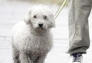 ¡APRUEBAN EN CDMX CUSTODIA COMPARTIDA DE ANIMALES DE COMPAÑÍA EN CASOS DE DIVORCIO!