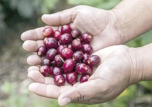 ¡“VA CAFÉ DEL BIENESTAR, PARA QUE SE SIGAN RETORCIENDO”: SHEINBAUM!