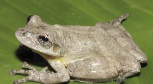 ¡DESCUBREN NUEVA ESPECIE DE RANA EN LA AMAZONÍA DE PERÚ!