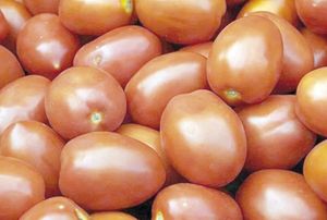 ¡ACUERDAN PRECIO MÍNIMOS DE TOMATE PARA EXPORTACIÓN!