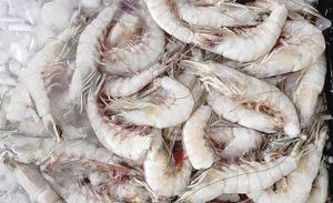 ¡WALMART RETIRA CAMARONES CONGELADOS EN EU!