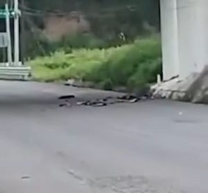 ¡YA IDENTIFICARON A 5 DE LOS DESCUARTIZADOS EN PAPANTLA!