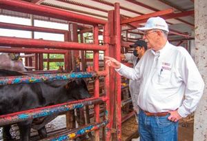 ¡ERAN GRINGAS! - CONTRA GUSADO BARRENADOR