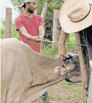 ¡SON 498 LOS CASOS! - DEL GUSANO BARRENADOR