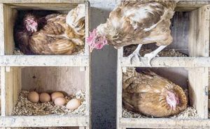 ¡EL POLLO LIDERARÁ EL CONSUMO GLOBAL DE CARNE!