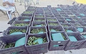 ¡HALLAN ENTRE CHILES UNA TONELADA DE DROGA!