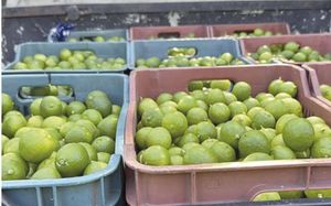 ¡LIMONEROS BAJO FUEGO!