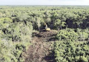 ¡TREN MAYA: EL NUEVO PODER JUDICIAL RECHAZA AMPARO PARA DETENER DESTRUCCIÓN DE SELVA!