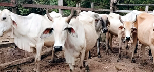 ¡LENCHO DENUNCIÓ A SU HERMANO POR ROBARSE 10 VACAS!