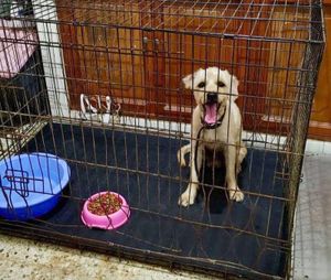 ¡RESCATAN A ‘MAX’!