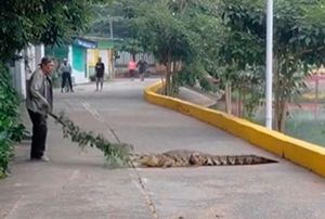 ¡RAMA Y MACHETE! - *Súper Abuelo ahuyenta Cocodrilo