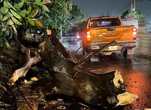 ¡UN HERIDO AL CAER RAMA DE ÁRBOL SOBRE CAMIONETA!