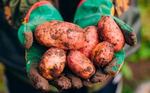 ¡ALERTAN CON PAPA CON AGROTÓXICOS! - AGUAS