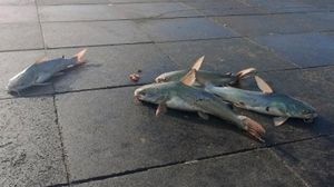 ¡TIRA ÁRBOLES Y PLAYAS CERRADAS! - *Hubo rachas de viento de hasta 88.4 km/h por el frente frío 25