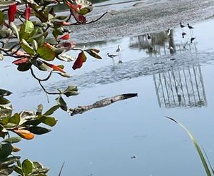 ¡COCODRILOS EN LOS PINOS! - AY NANITAS